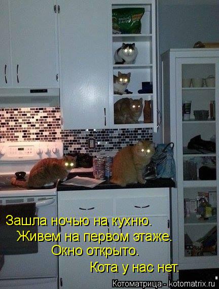 Котоматрица: Зашла ночью на кухню. Живем на первом этаже. Кота у нас нет. Окно открыто.