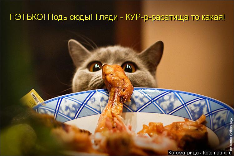 Котоматрица: ПЭТЬКО! Подь сюды! Гляди - КУР-р-расатища то какая!