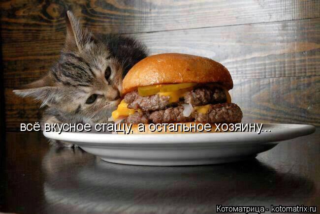 Котоматрица: всё вкусное стащу, а остальное хозяину...