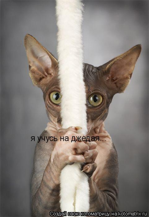 Котоматрица: я учусь на джедая...
