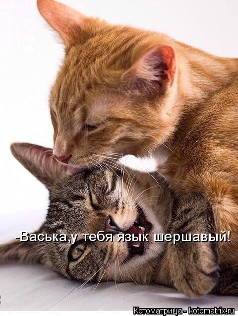 Котоматрица: -Васька,у тебя язык шершавый!
