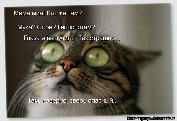 Котоматрица: Мама миа! Кто же там? Муха? Слон? Гиппопотам? Глаза я выпучил... Так страшно... Там, наверно, зверь опасный...