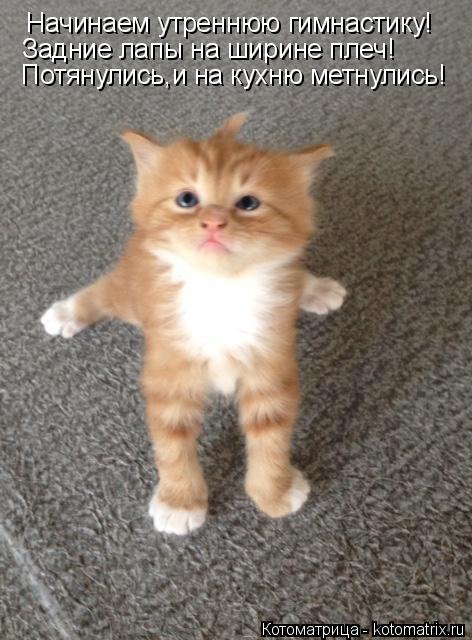 Котоматрица: Начинаем утреннюю гимнастику! Задние лапы на ширине плеч! Потянулись,и на кухню метнулись!