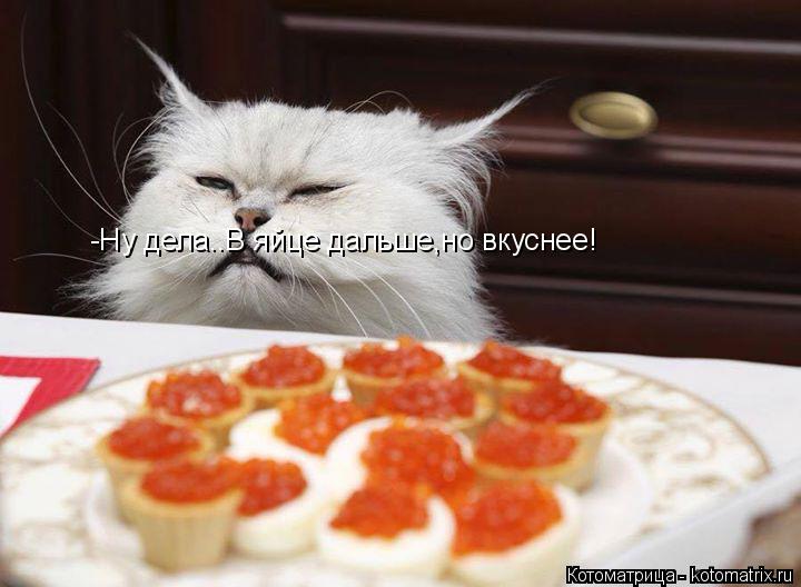 Котоматрица: -Ну дела..В яйце дальше,но вкуснее!