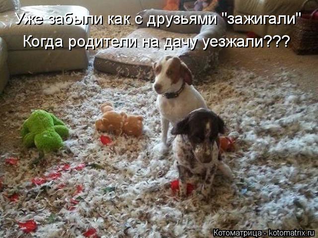 Котоматрица: Уже забыли как с друзьями "зажигали" Когда родители на дачу уезжали???