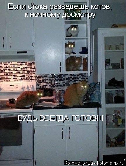 Котоматрица: Если стока разведешь котов,  к ночному досмотру БУДЬ ВСЕГДА ГОТОВ!!!