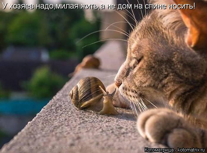 Котоматрица: У хозяев надо,милая жить,а не дом на спине носить!