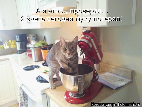 Котоматрица: А я это ... проверял... Я здесь сегодня муху потерял!