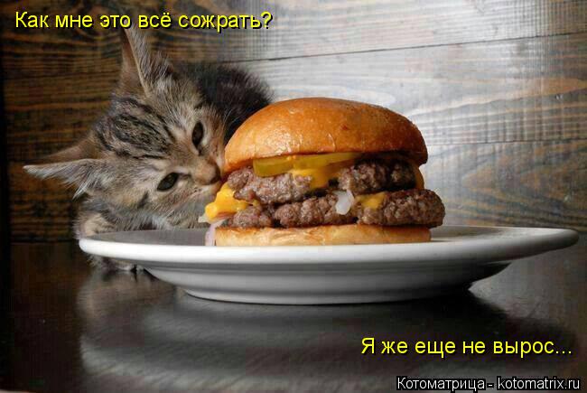 Котоматрица: Как мне это всё сожрать?  Я же еще не вырос...