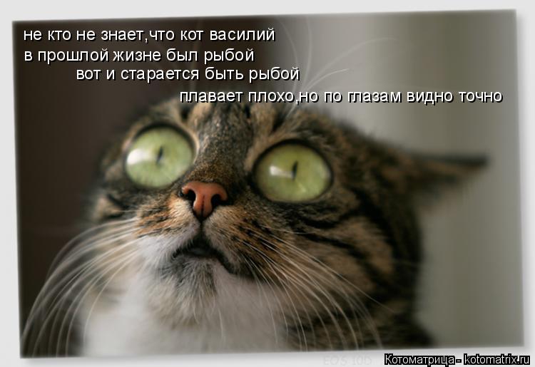 Котоматрица: не кто не знает что кот василий в прошлой жизне был рыбой , вот и старается быть рыбой плавает плохо,но по глазам видно точно