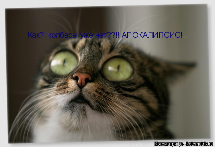 Котоматрица: Как?! колбасы уже нет??!! АПОКАЛИПСИС!