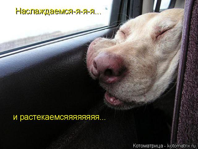 Наслаждаемся-я-я-я... и растекаемсяяяяяяяя...... Котоматрица: Наслаждаемся-я-я-я... и растекаемсяяяяяяяя...