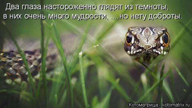 Котоматрица: Два глаза настороженно глядят из темноты, в них очень много мудрости, ....но нету доброты.