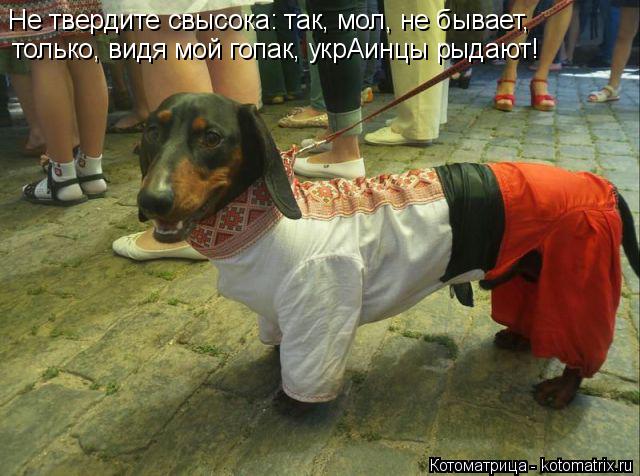 Котоматрица: Не твердите свысока: так, мол, не бывает, только, видя мой гопак, укрАинцы рыдают!