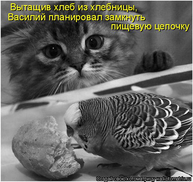 Котоматрица: Вытащив хлеб из хлебницы, Василий планировал замкнуть пищевую цепочку