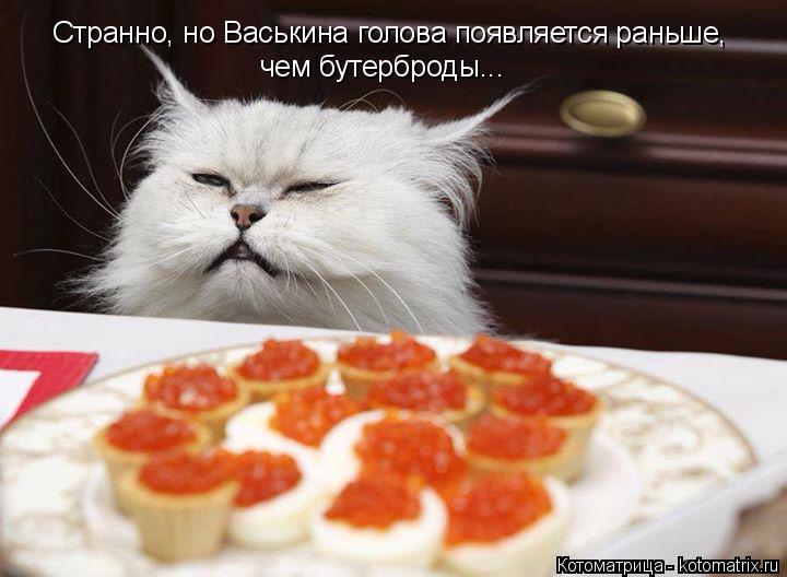 Котоматрица: Странно, но Васькина голова появляется раньше, чем бутерброды...