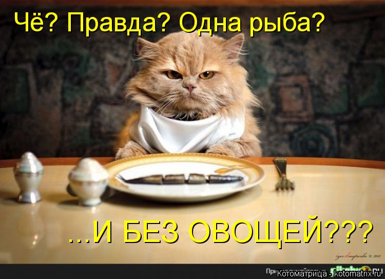 Котоматрица: Чё? Правда? Одна рыба?  ...И БЕЗ ОВОЩЕЙ???