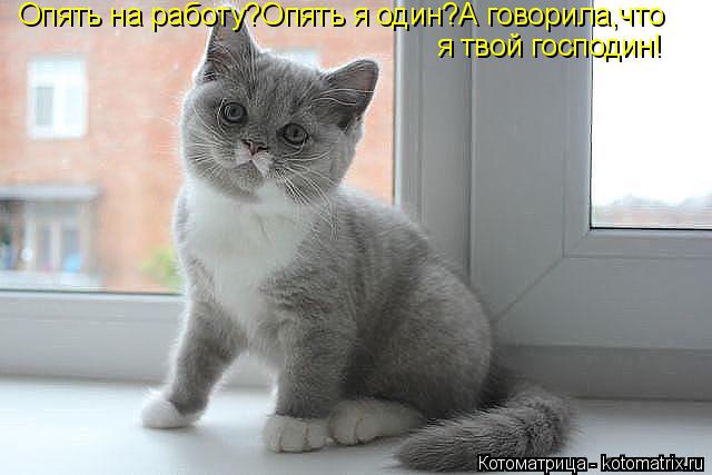 Котоматрица: Опять на работу?Опять я один?А говорила,что я твой господин!