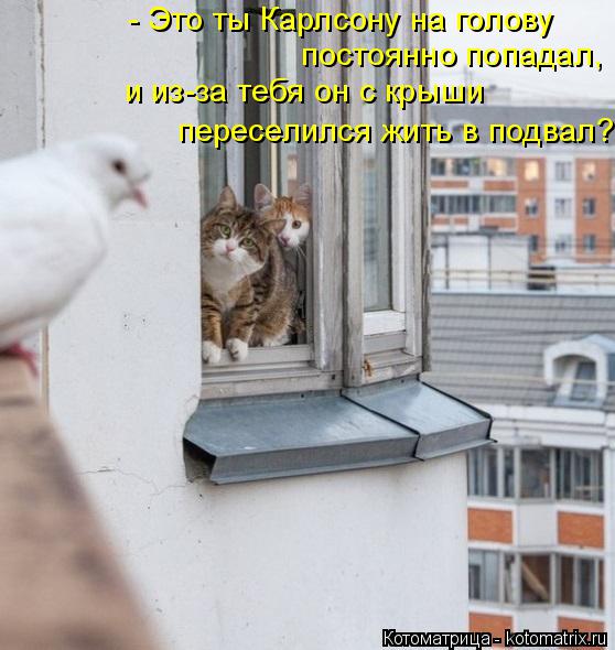 Котоматрица: - Это ты Карлсону на голову постоянно попадал, и из-за тебя он с крыши переселился жить в подвал?