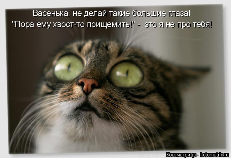 Котоматрица: Васенька, не делай такие большие глаза! "Пора ему хвост-то прищемить!" -  это я не про тебя!