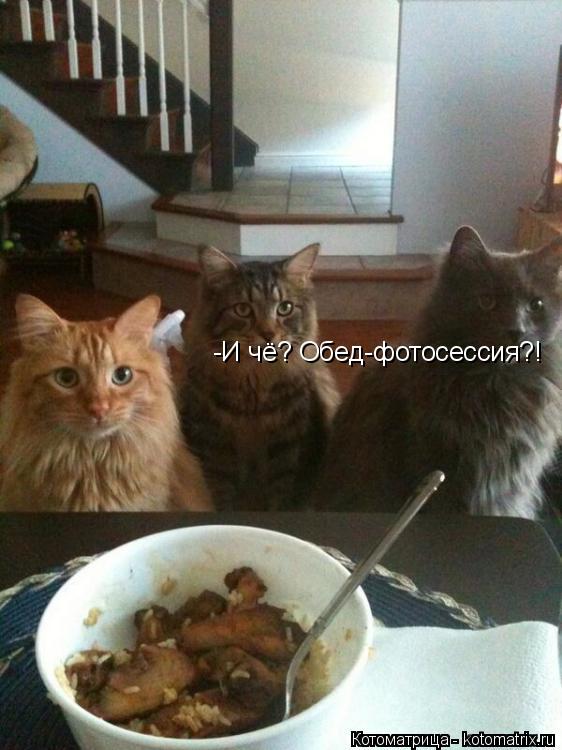 Котоматрица: -И чё? Обед-фотосессия?!