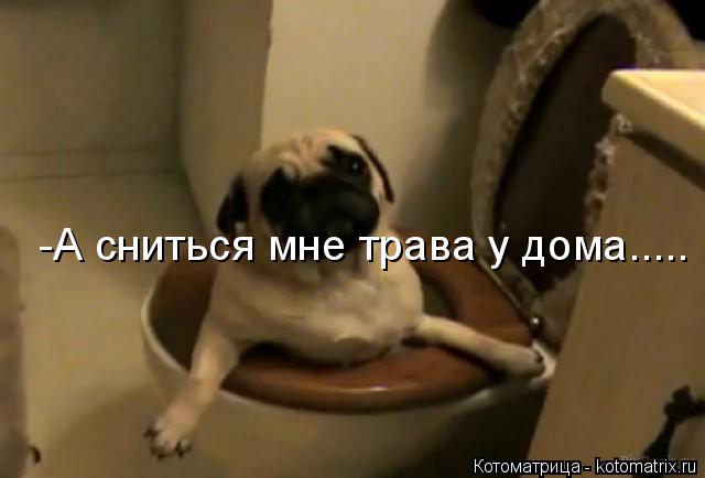 Котоматрица: -А сниться мне трава у дома.....