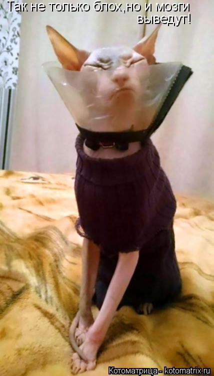 Котоматрица: Так не только блох,но и мозги выведут!