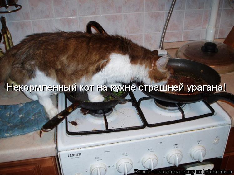 Котоматрица: Некормленный кот на кухне страшней урагана!