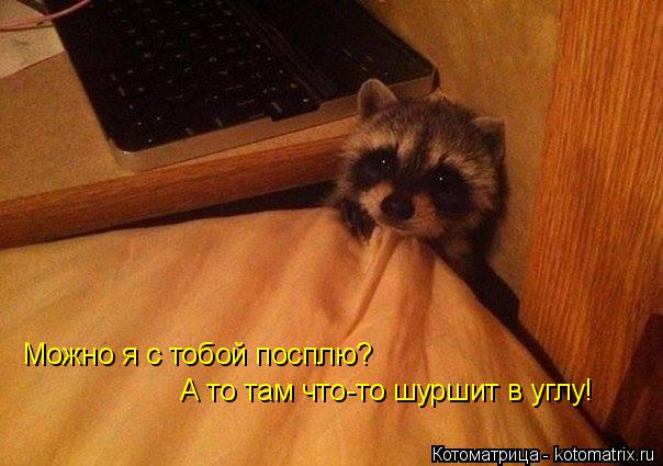 Котоматрица: Можно я с тобой посплю? А то там что-то шуршит в углу!