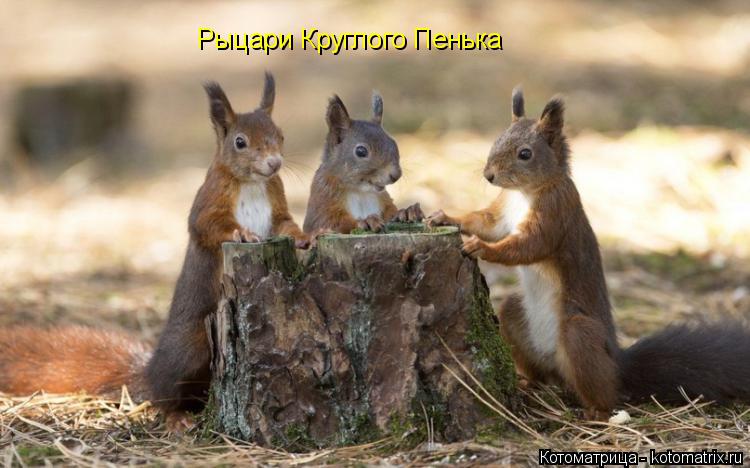 Рыцари Круглого Пенька... Котоматрица: Рыцари Круглого Пенька