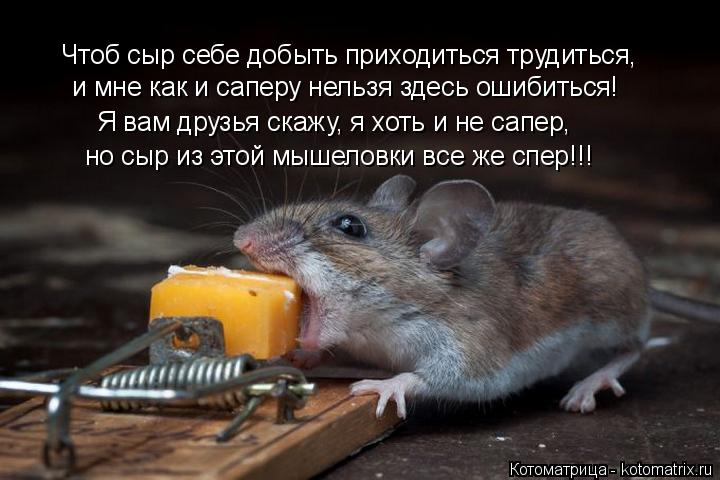 Котоматрица: Чтоб сыр себе добыть приходиться трудиться, и мне как и саперу нельзя здесь ошибиться! Я вам друзья скажу, я хоть и не сапер,  но сыр из этой м