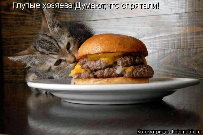 Котоматрица: Глупые хозяева!Думают,что спрятали!