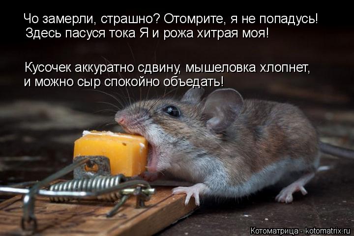 Котоматрица: Чо замерли, страшно? Отомрите, я не попадусь!  Кусочек аккуратно сдвину, мышеловка хлопнет,  и можно сыр спокойно объедать! Здесь пасуся тока 