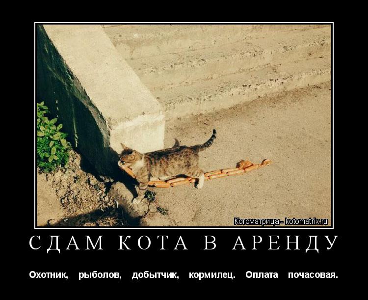 СДАМ КОТА В АРЕНДУ Охотник, рыболов, добытчик, кормилец. Оплата почасовая.... Котоматрица: СДАМ КОТА В АРЕНДУ Охотник, рыболов, добытчик, кормилец. Оплата почасовая.