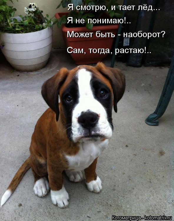 Котоматрица: Я смотрю, и тает лёд... Я не понимаю!.. Может быть - наоборот? Сам, тогда, растаю!..