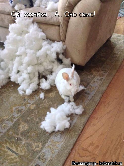 Котоматрица: Ой, хозяйка... А.. Оно само!