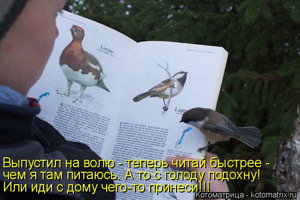 Котоматрица: Выпустил на волю - теперь читай быстрее - чем я там питаюсь. А то с голоду подохну! Или иди с дому чего-то принеси!!!