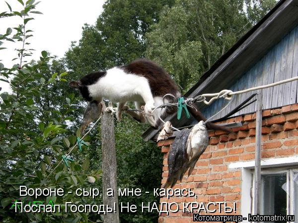 Котоматрица: Вороне - сыр, а мне - карась, Послал Господь! Не НАДО КРАСТЬ!