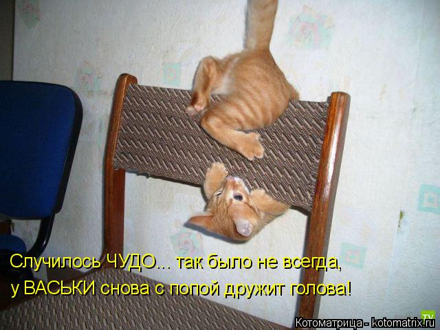 Случилось ЧУДО... так было не всегда, у ВАСЬКИ снова с попой дружит голова!... Котоматрица: Случилось ЧУДО... так было не всегда, у ВАСЬКИ снова с попой дружит голова!