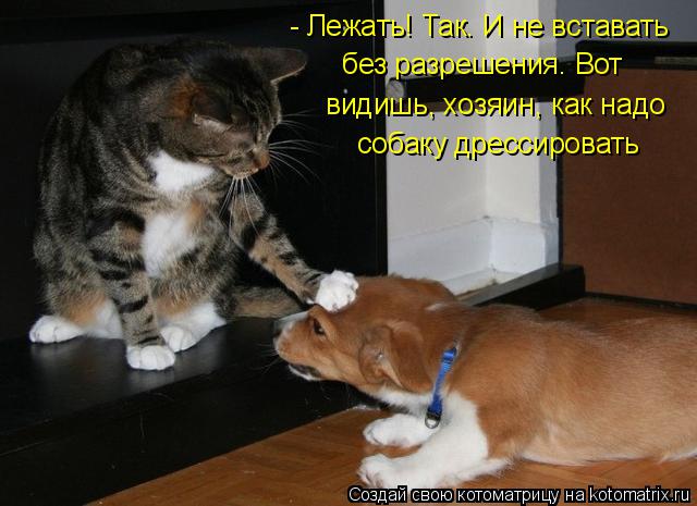 Котоматрица: - Лежать! Так. И не вставать без разрешения. Вот видишь, хозяин, как надо собаку дрессировать