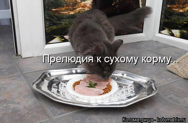 Котоматрица: Прелюдия к сухому корму...