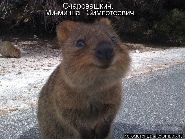 Очаровашкин. Ми-ми ша Симпотеевич.... Котоматрица: Очаровашкин. Ми-ми ша Симпотеевич.