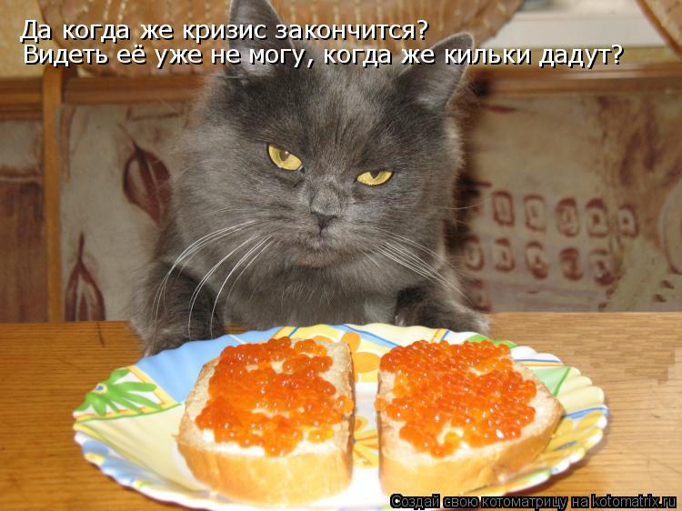 Котоматрица: Да когда же кризис закончится? Видеть её уже не могу, когда же кильки дадут?