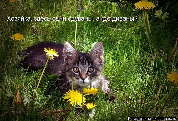 Котоматрица: Хозяйка, здесь одни одуваны, а где диваны?