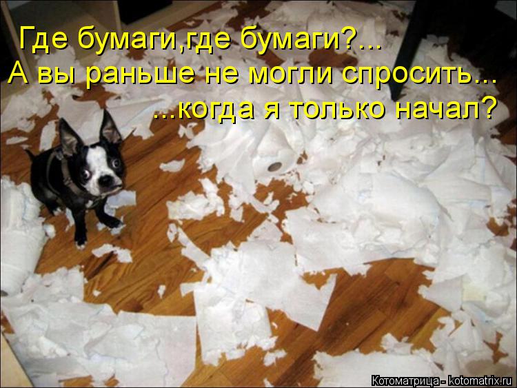 Котоматрица: Где бумаги,где бумаги?... А вы раньше не могли спросить... ...когда я только начал?