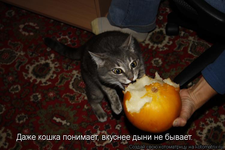 Даже кошка понимает, вкуснее дыни не бывает.... Котоматрица: Даже кошка понимает, вкуснее дыни не бывает.