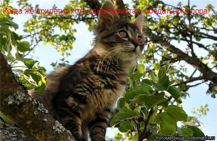 Котоматрица: Когда же прилетит хоть одна пернатая, обедать уже пора!
