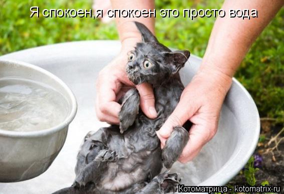 Я спокоен,я спокоен это просто вода... Котоматрица: Я спокоен,я спокоен это просто вода