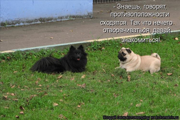 - Знаешь, говорят, противоположности сходятся. Так что нечего отворачиваться, давай знакомиться!... Котоматрица: - Знаешь, говорят, противоположности сходятся. Так что нечего отворачиваться, давай знакомиться!
