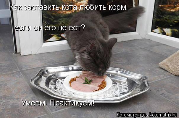 Котоматрица: Как заставить кота любить корм,  если он его не ест? Умеем! Практикуем!